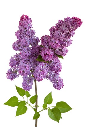 粉红花朵素材图片下载